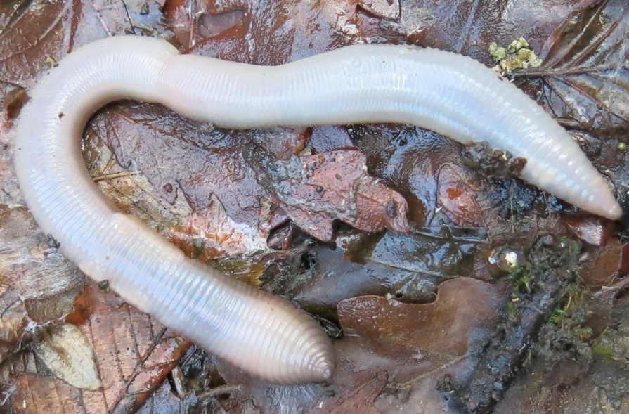 Lumbricus terrestris